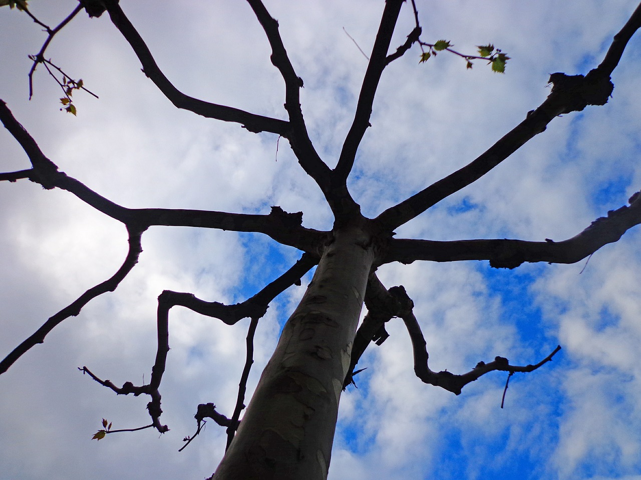 tree umbrella sky free photo