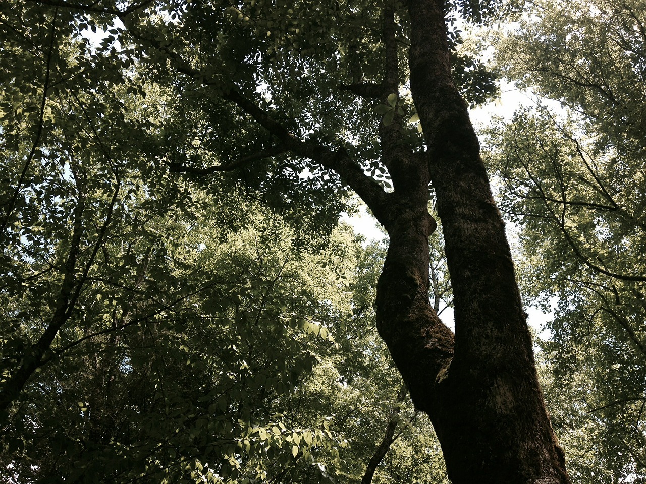 tree outdoors beautiful free photo