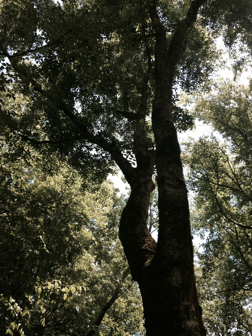 tree forest sky free photo