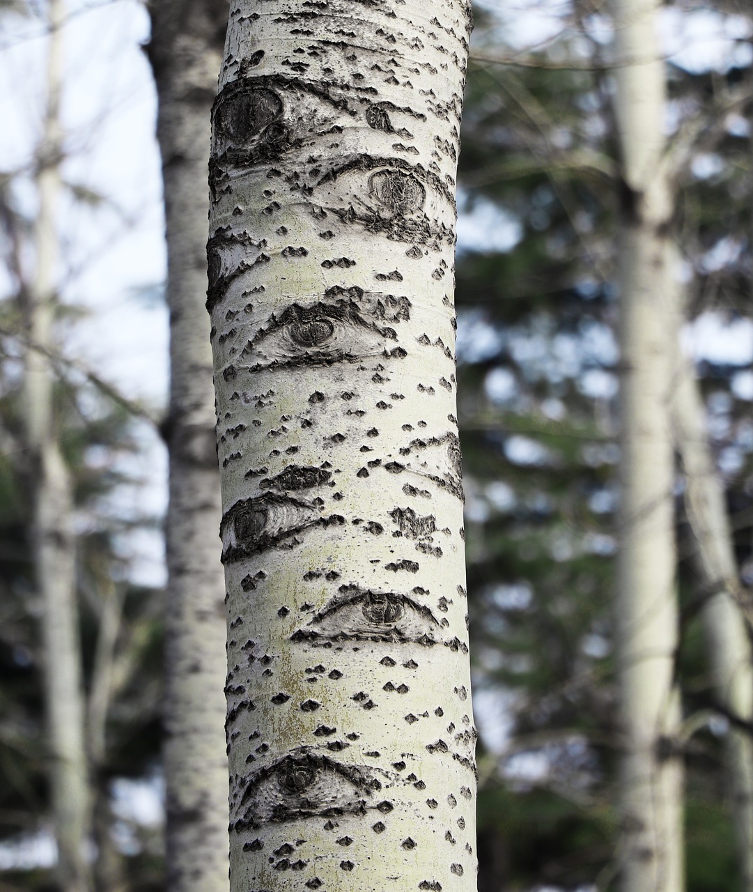 tree  eye  forest free photo