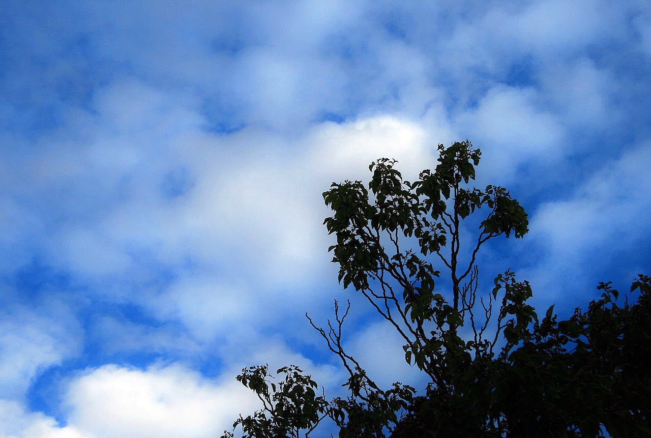 tree sky blue free photo