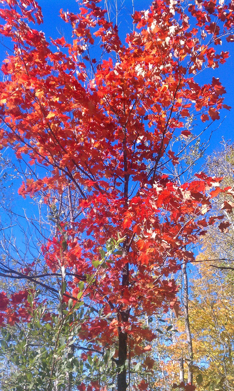 tree autumn red free photo