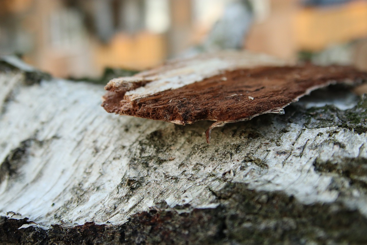 tree  bark  nature free photo