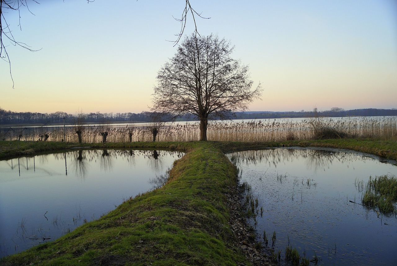 tree  abendstimmung  mood free photo