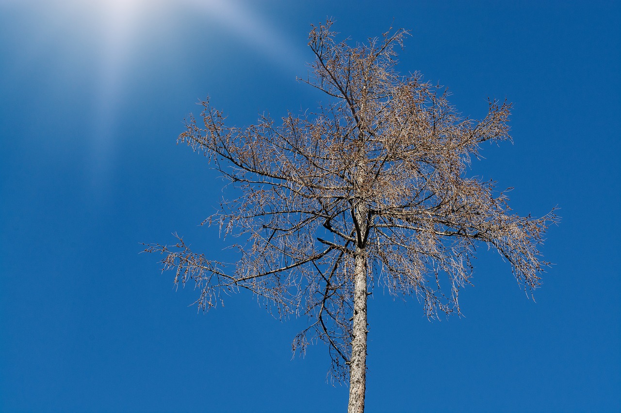 tree  tree top  crown free photo