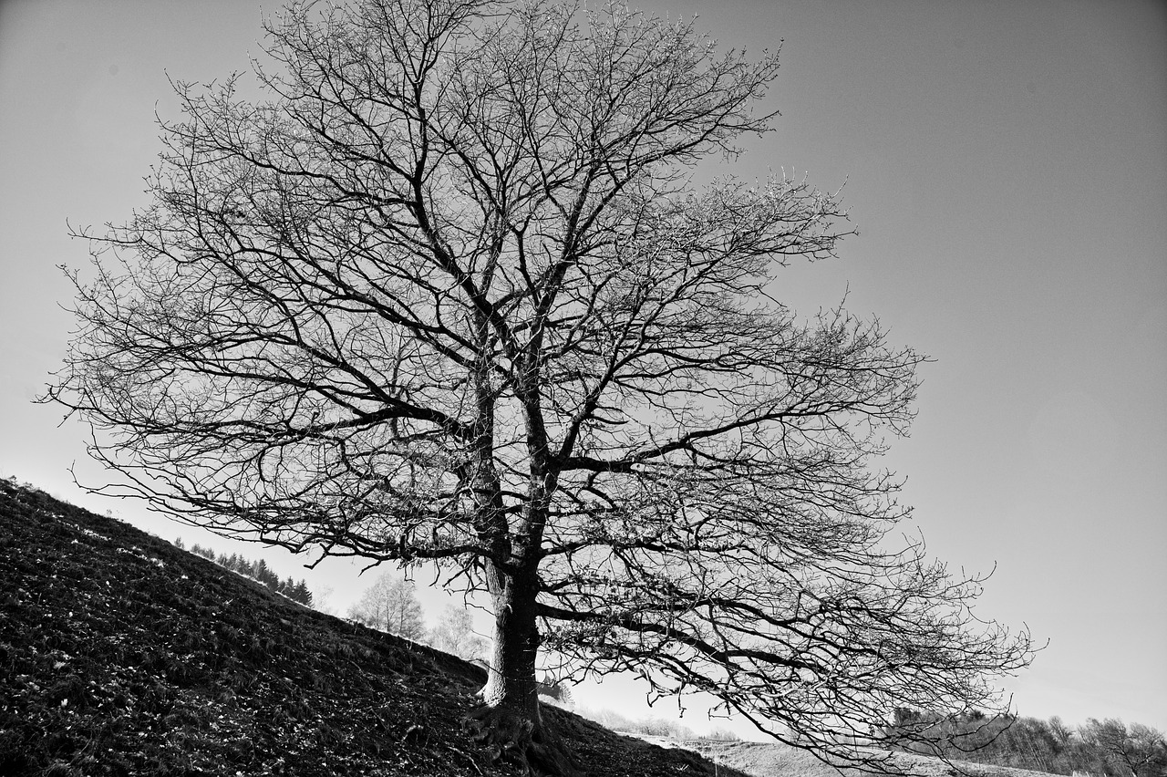 tree  oak  nature free photo