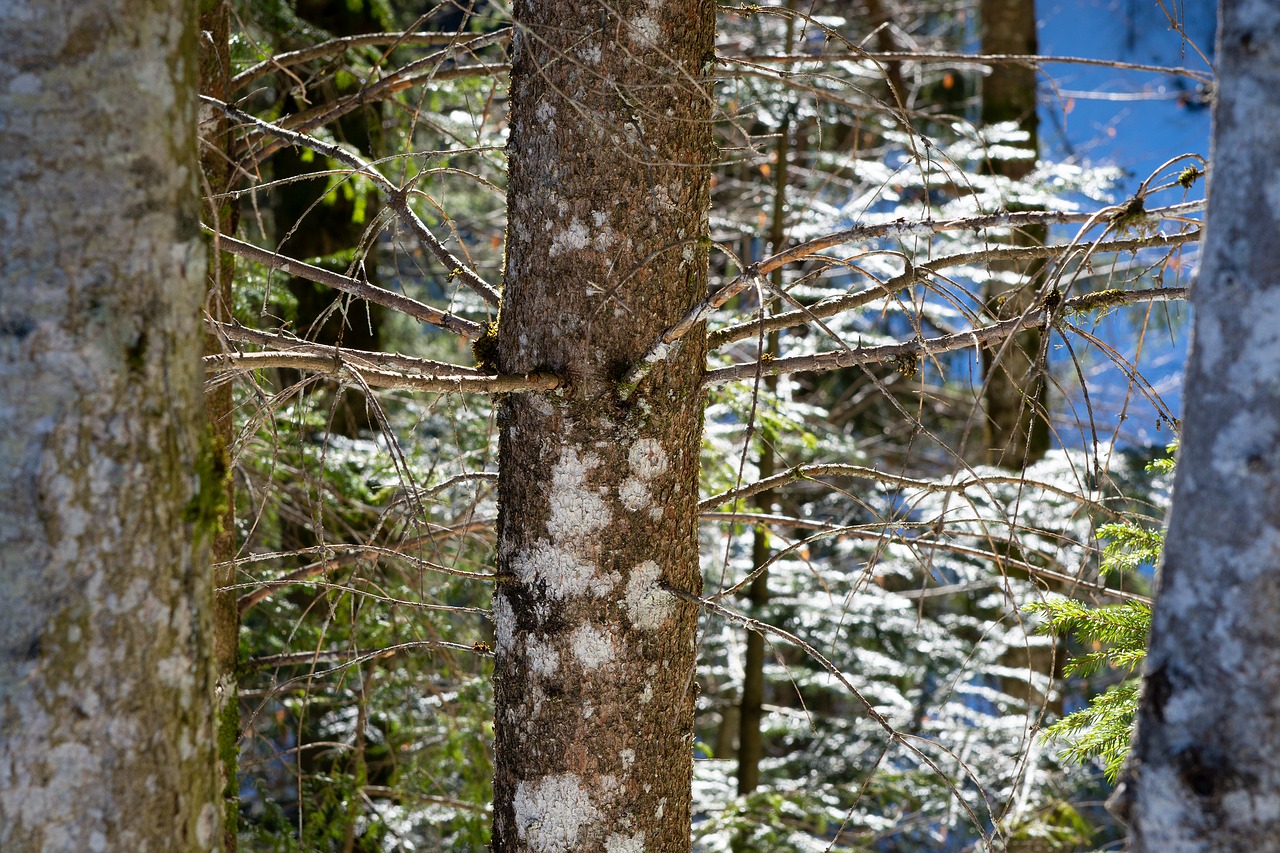 tree  log  nature free photo