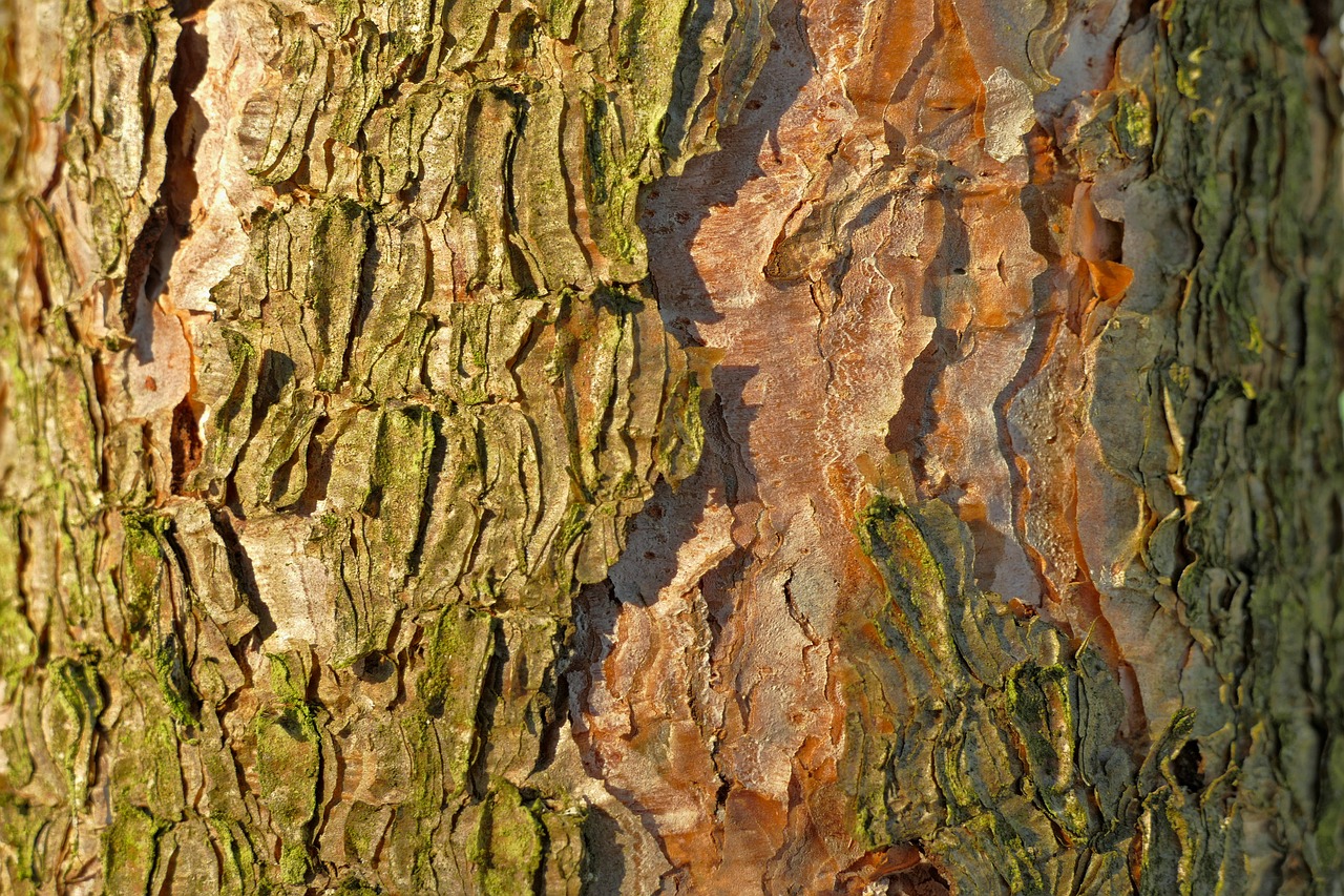 tree  bark  wood free photo