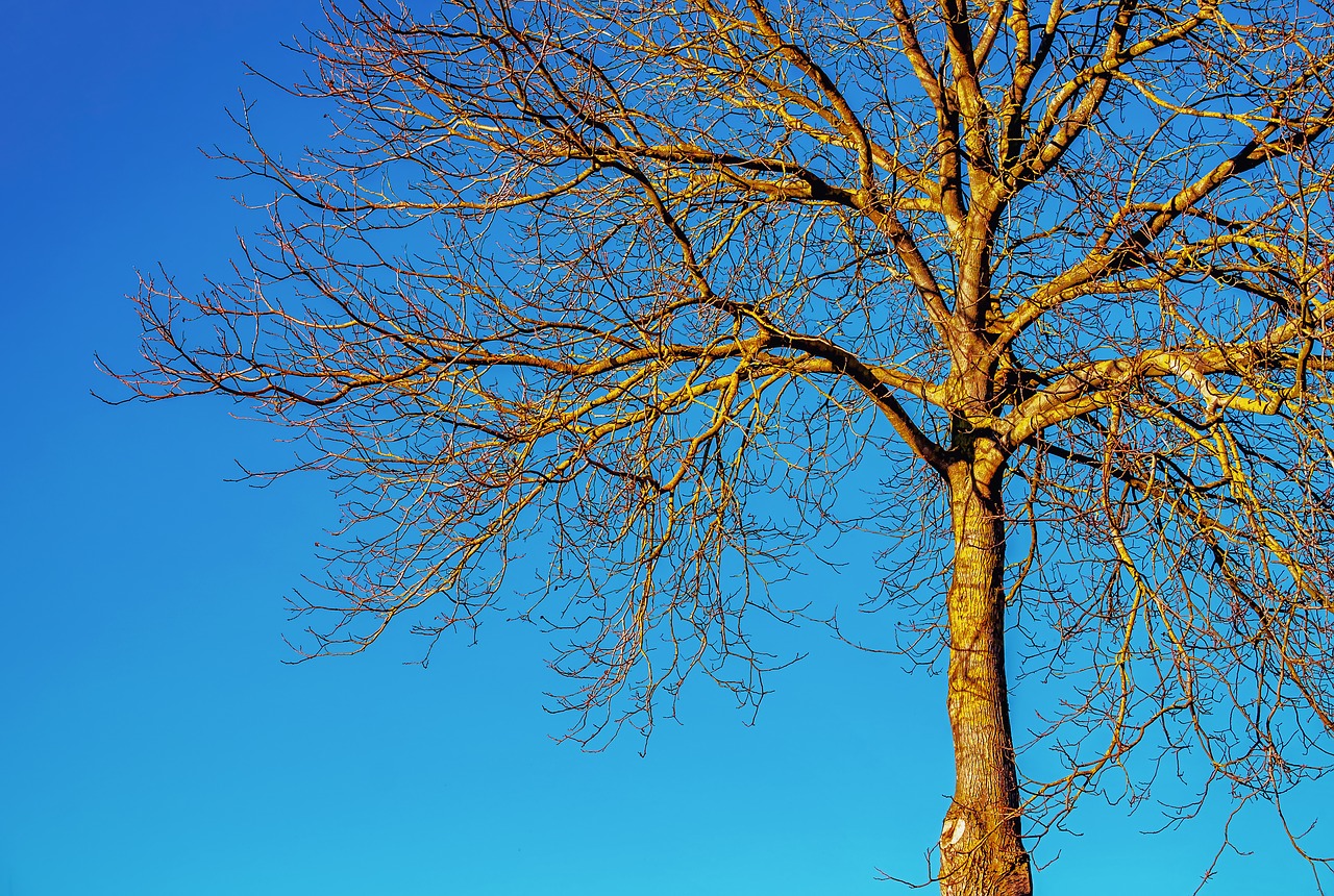 tree  nature  wood free photo