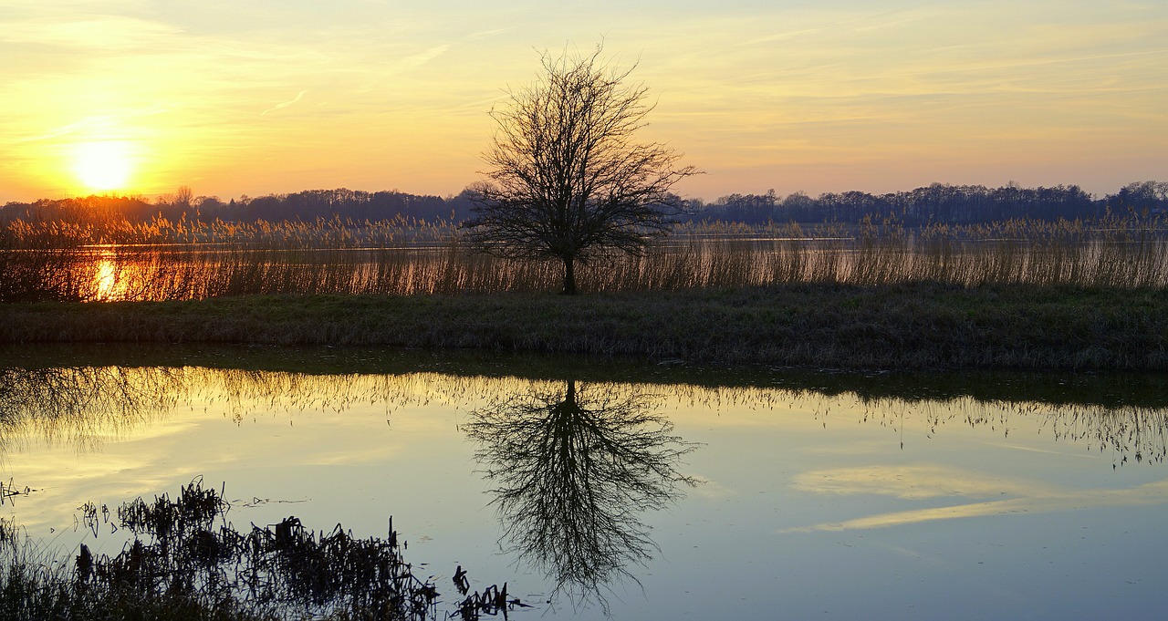 tree  sunset  nature free photo