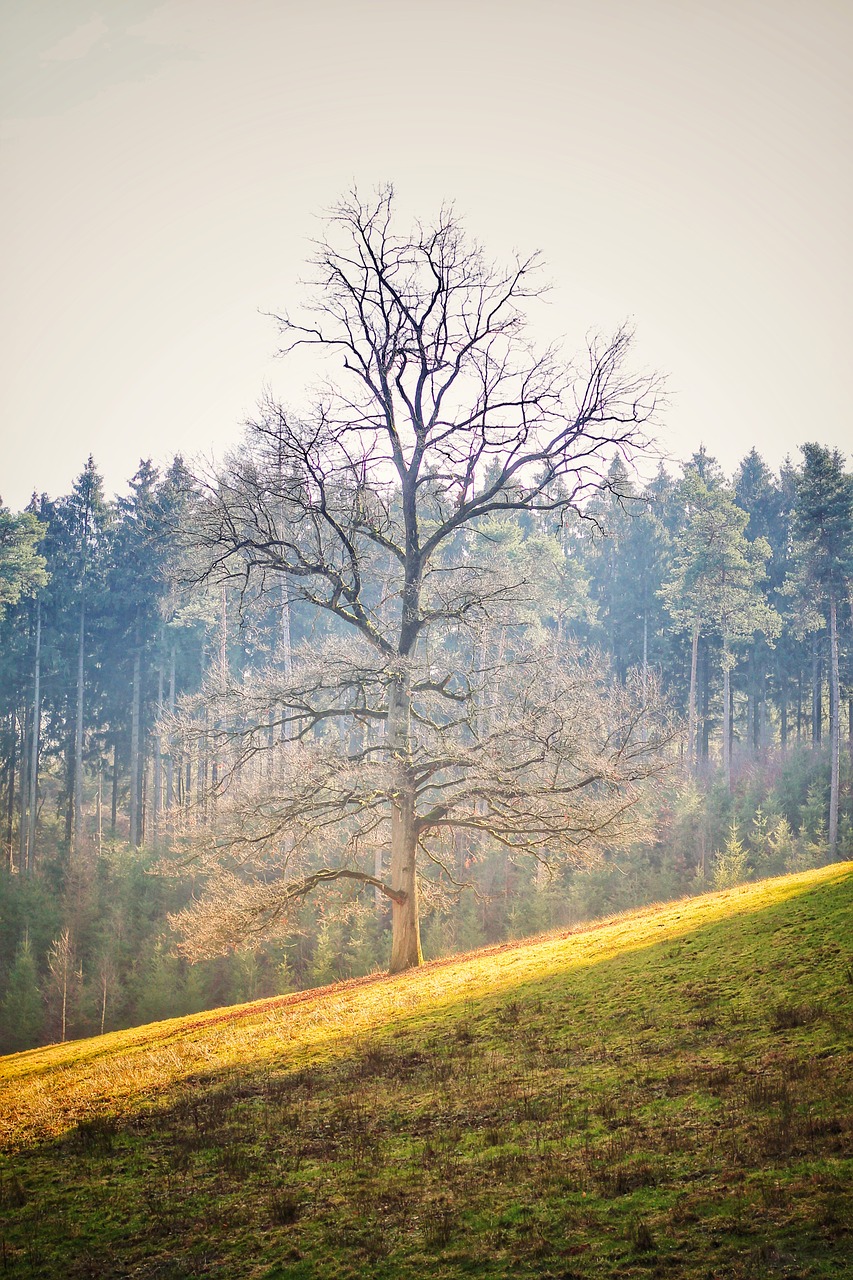 tree  sun  forest free photo