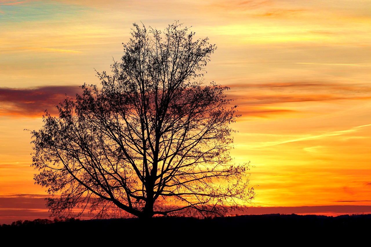 tree  silhouette  kahl free photo