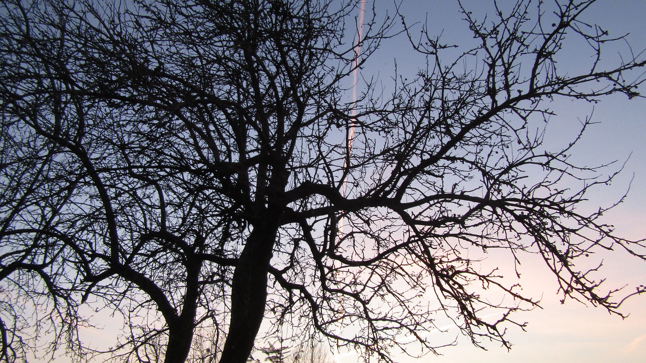 tree  sunset  sky free photo