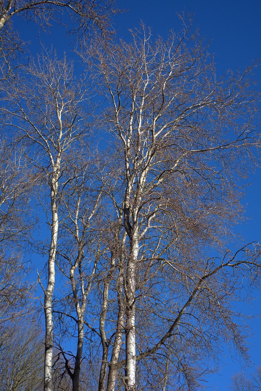 tree  forest  wood free photo