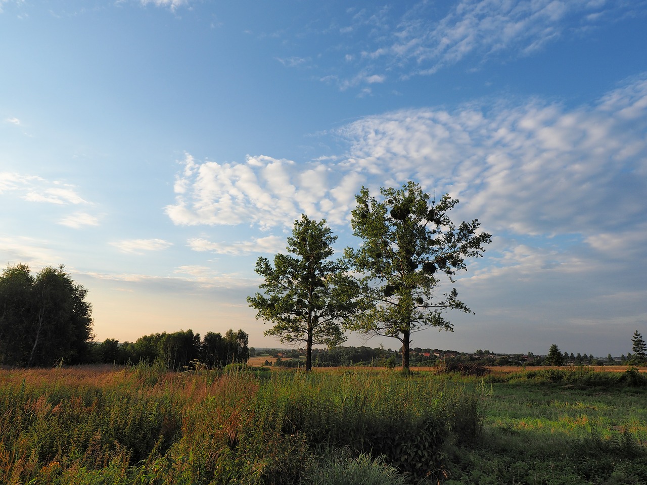 tree evening meadow free photo