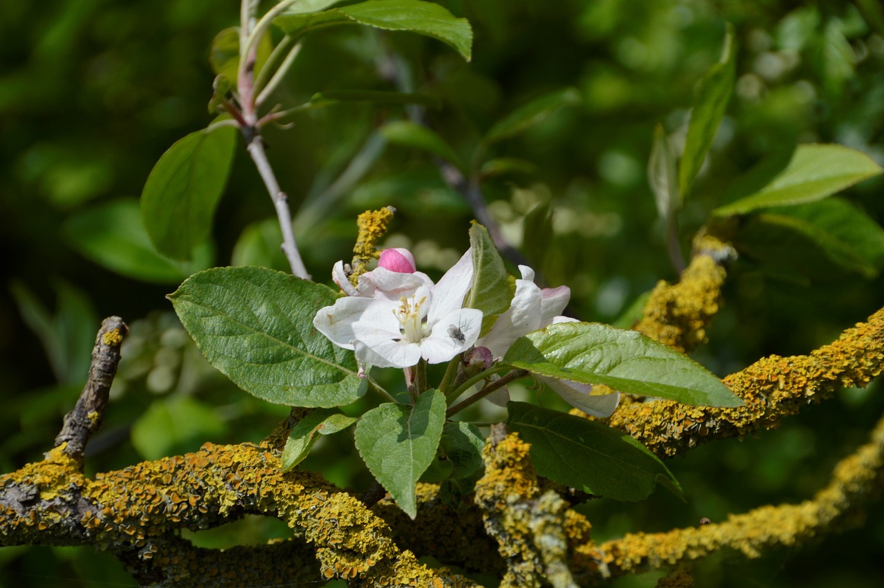 tree  flower  leaf free photo