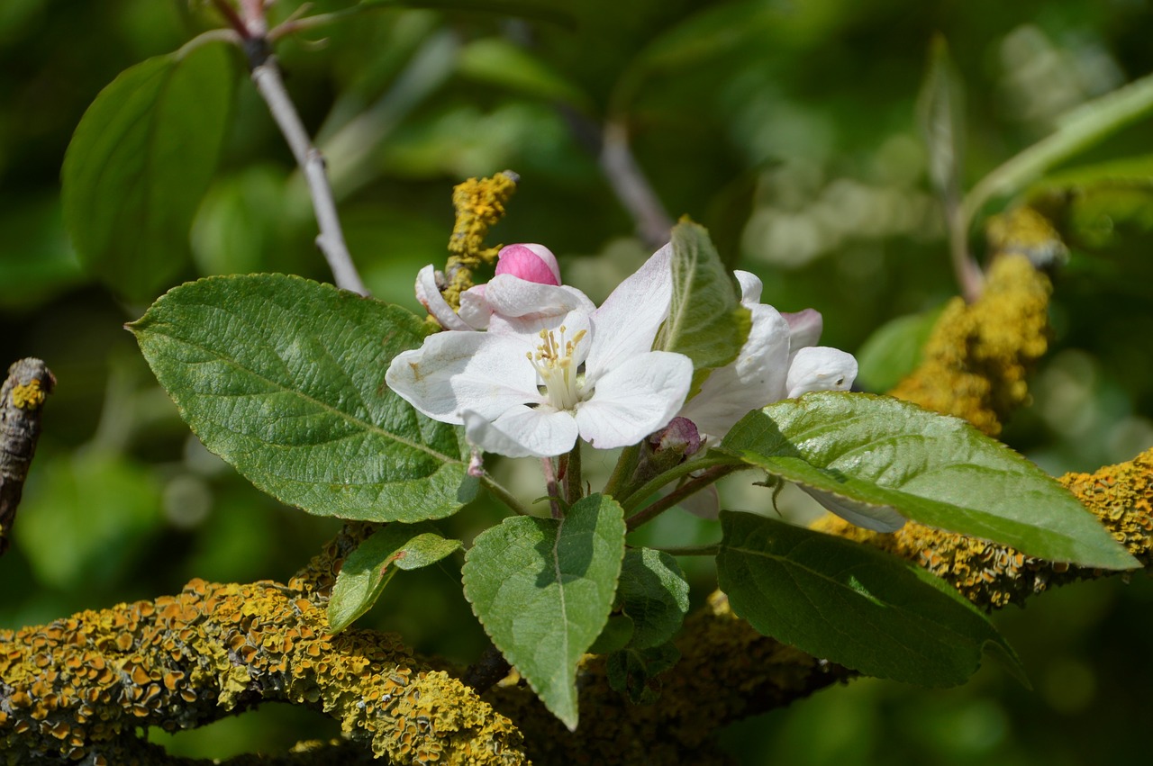 tree  flower  leaf free photo