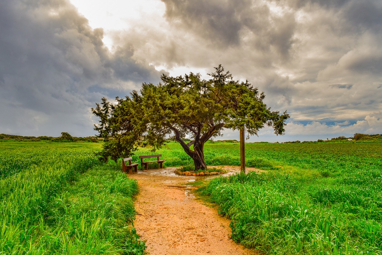 tree  landscape  nature free photo