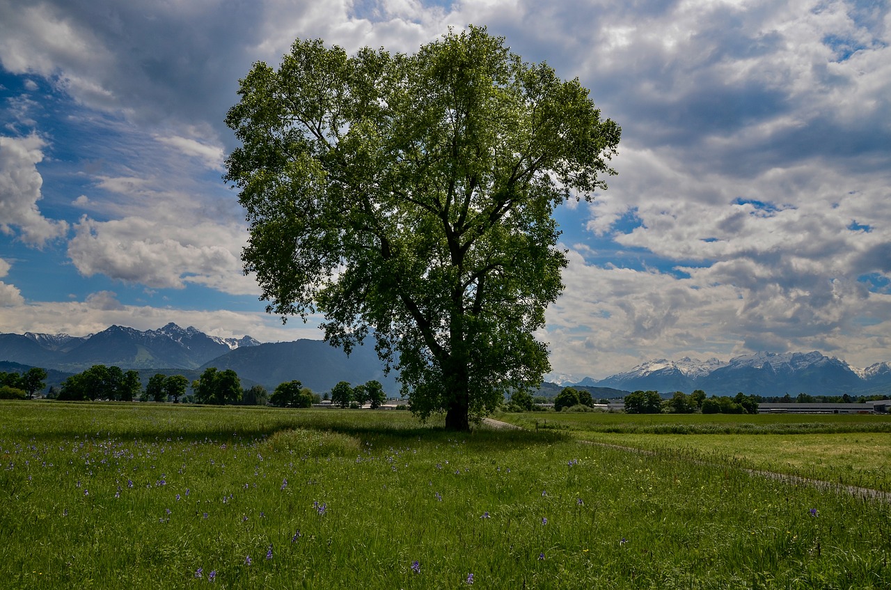 tree  meadow  landscape free photo