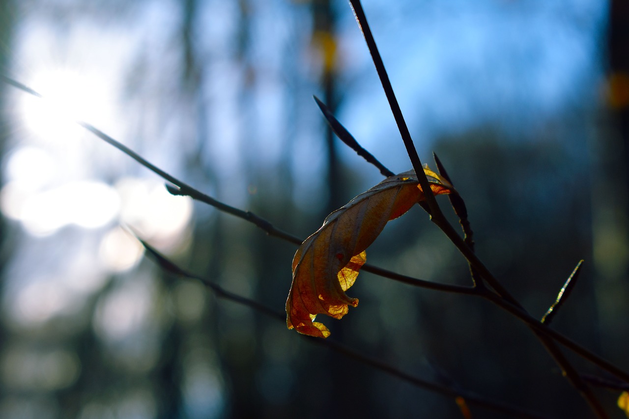 tree  branches  leaf free photo