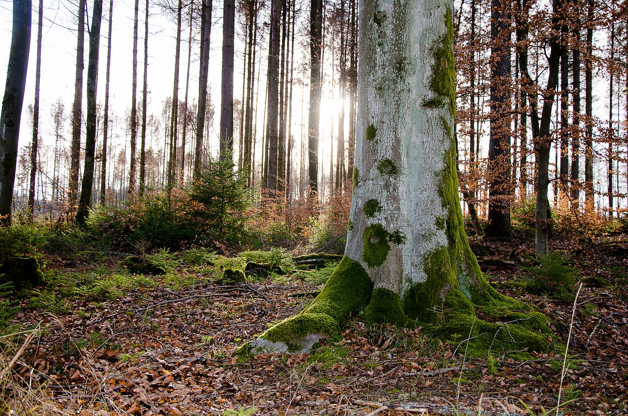 tree  forest  nature free photo