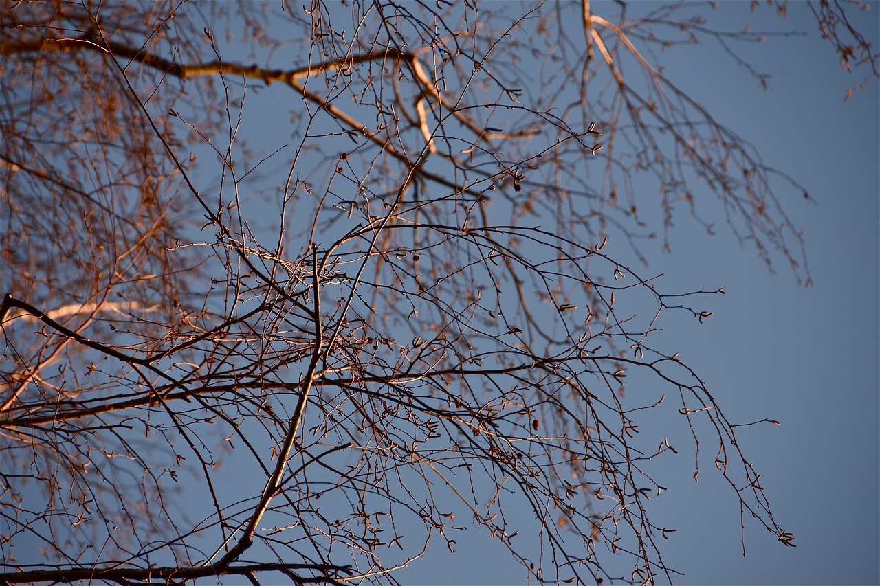 tree  branches  sky free photo