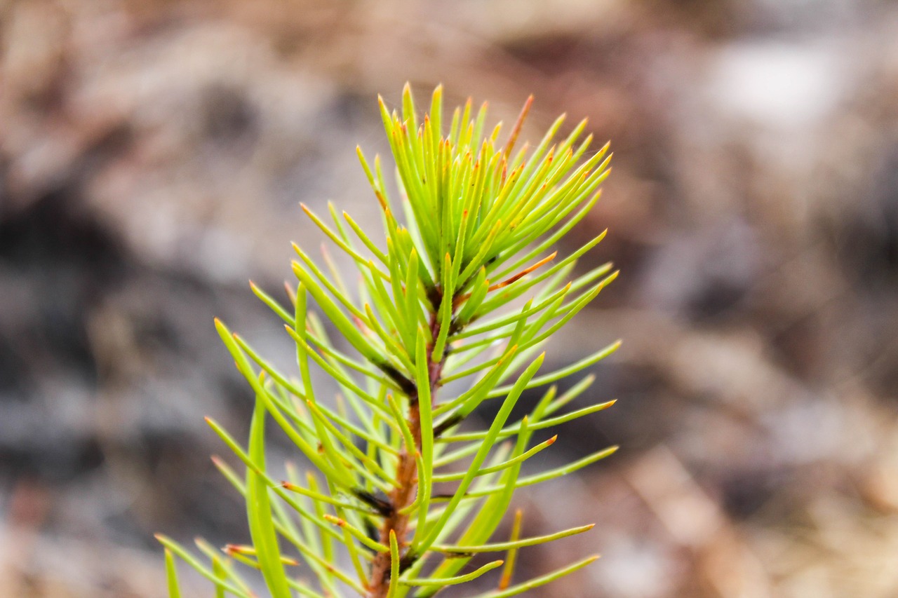 tree  pine  forest free photo