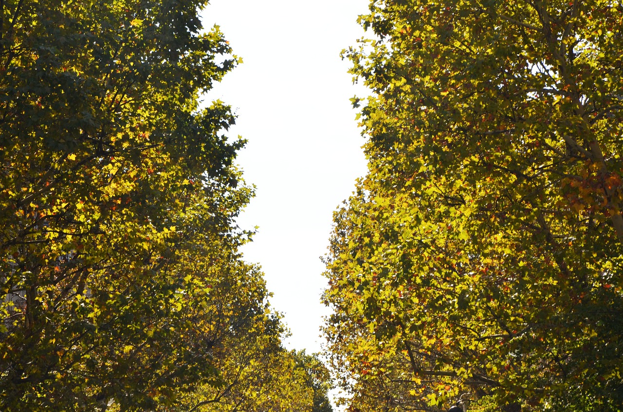 tree  leaves  bush free photo