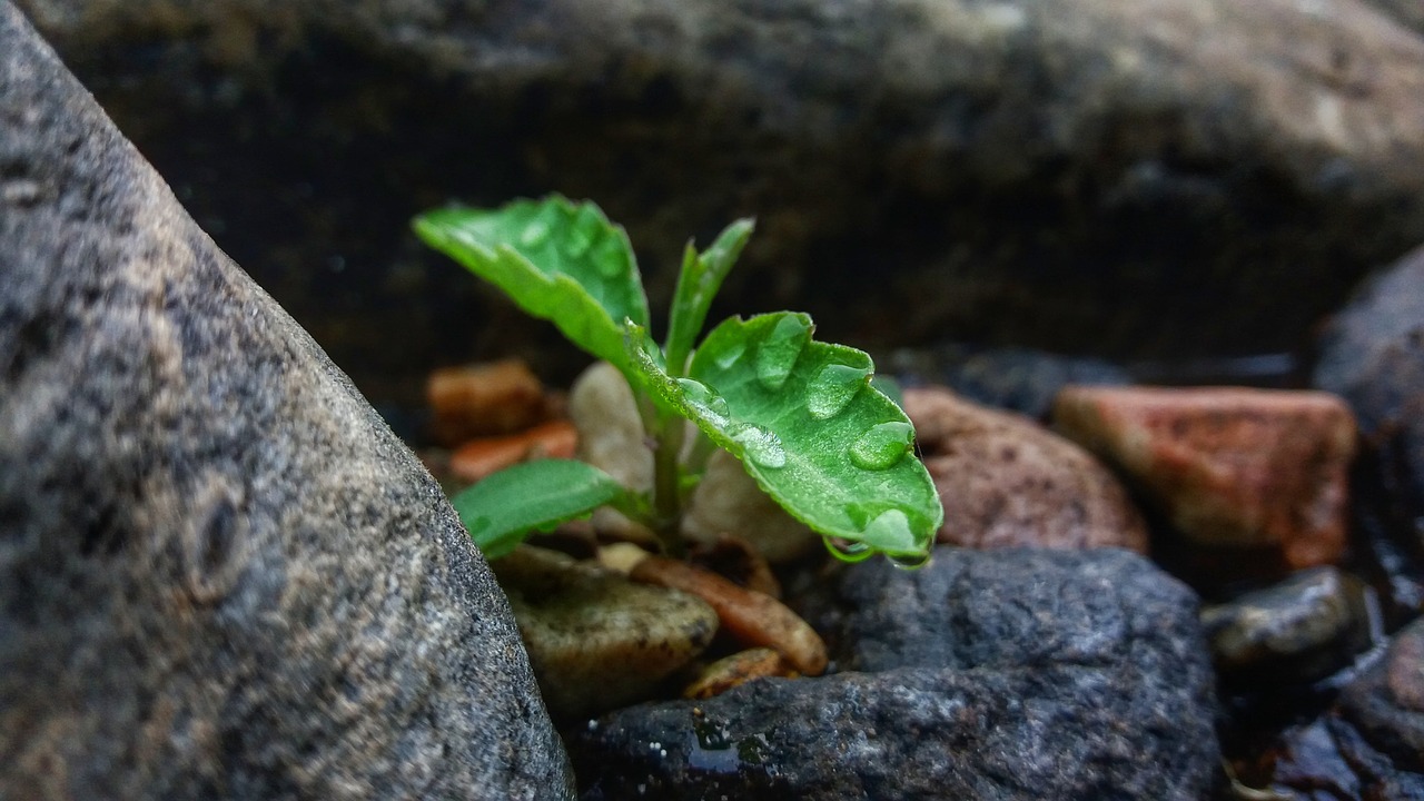 tree  water drop  green free photo