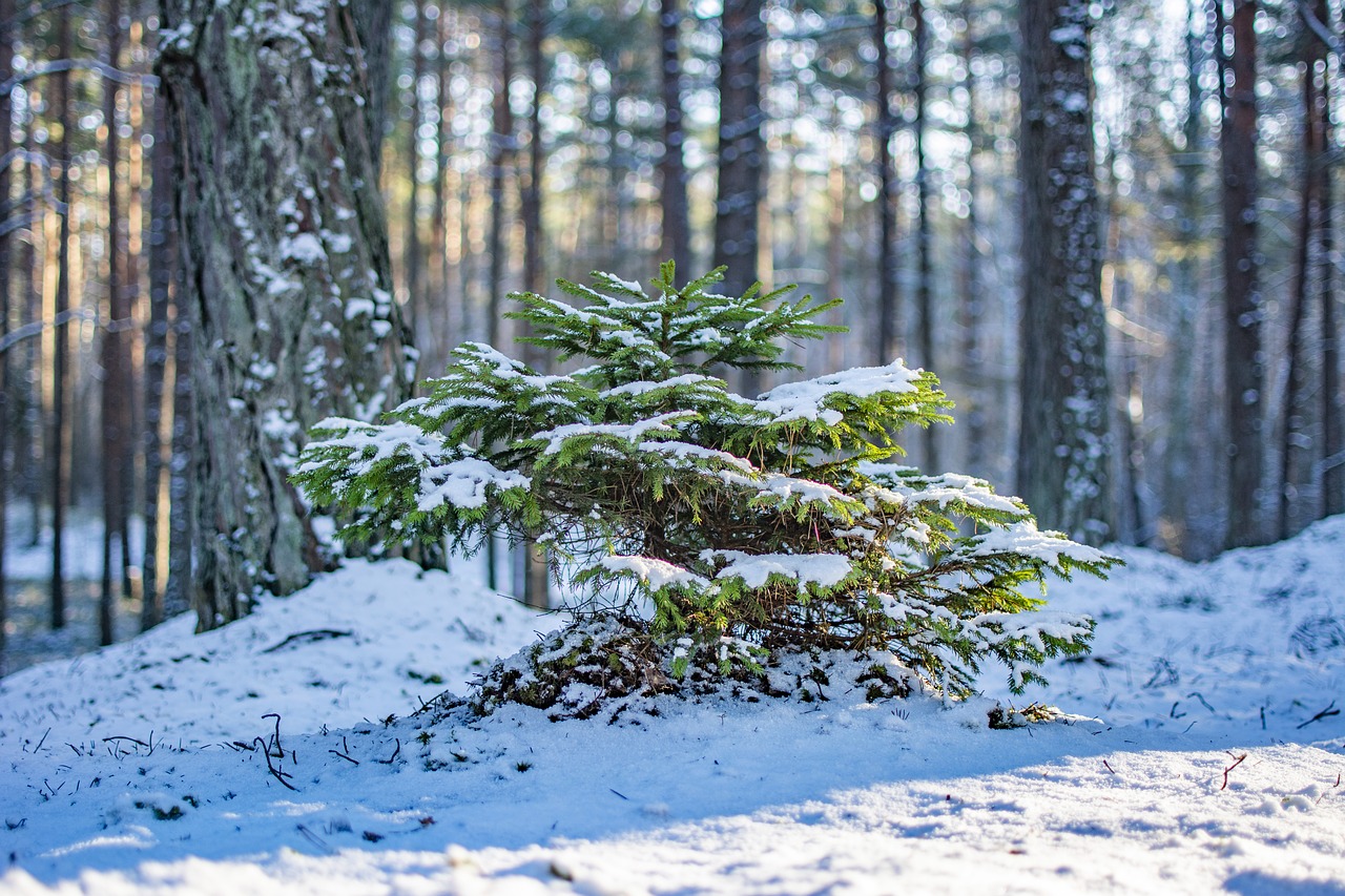 tree  forest  winter free photo