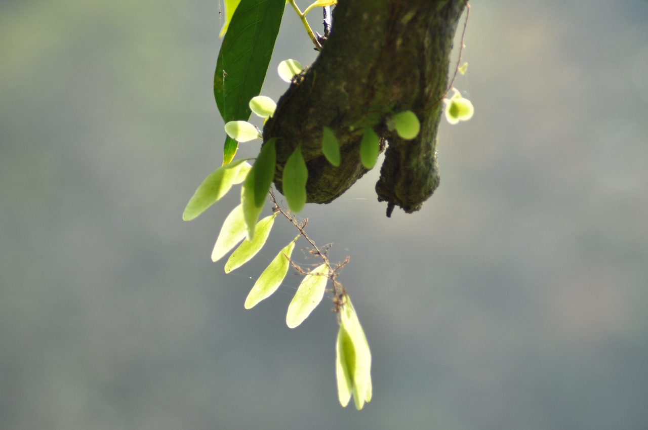 tree  meewana  beautiful free photo