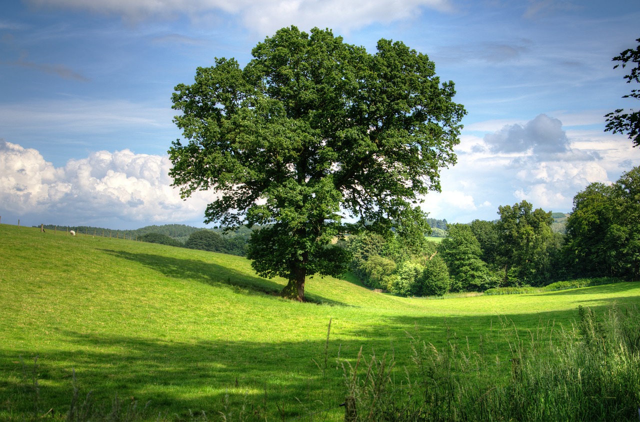 tree oak landscape free photo