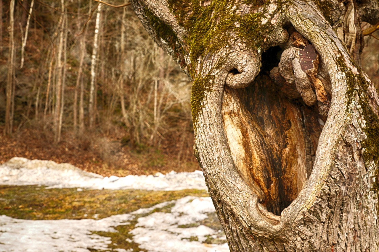 tree  tree trunk  nature free photo