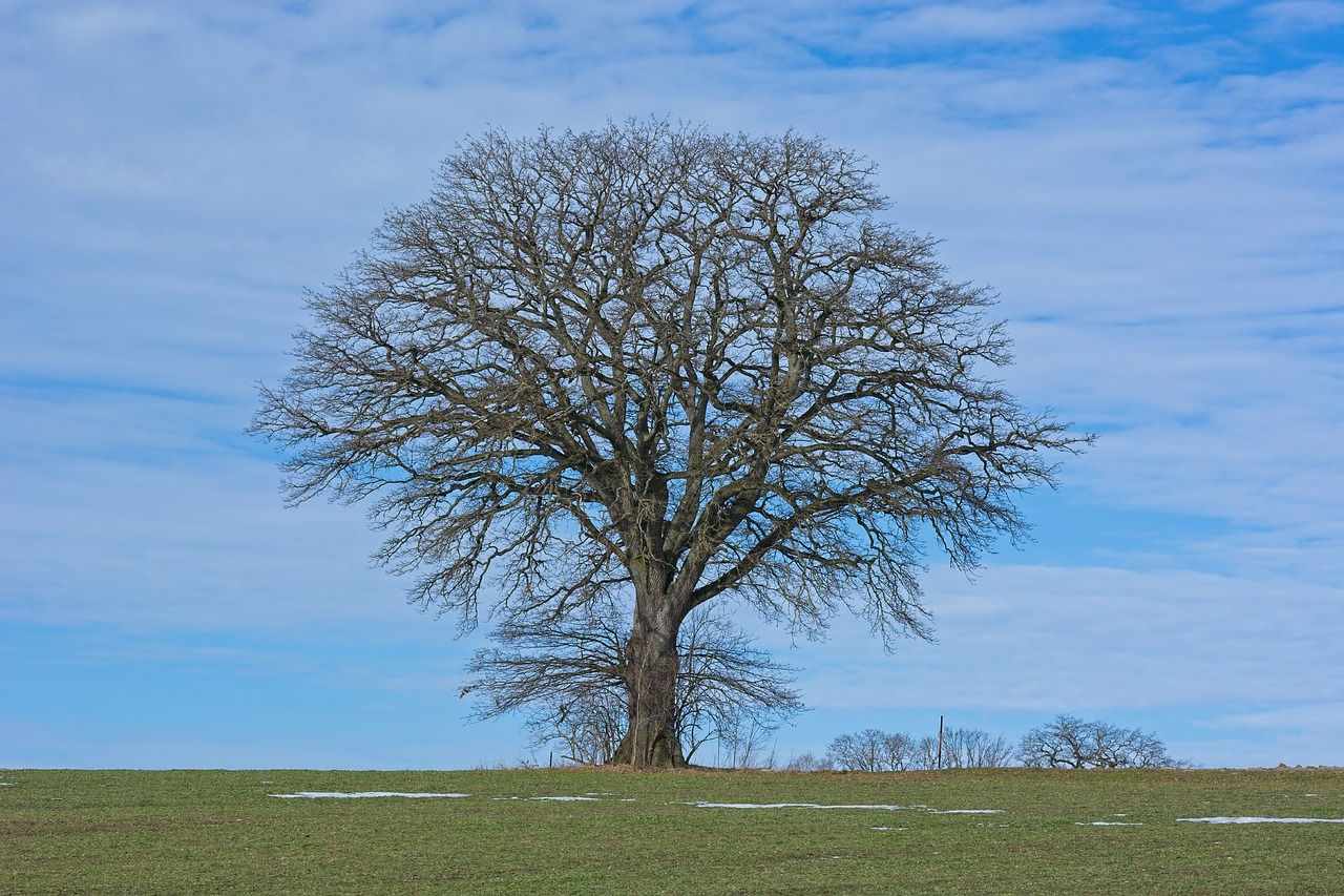 tree  individually  meadow free photo