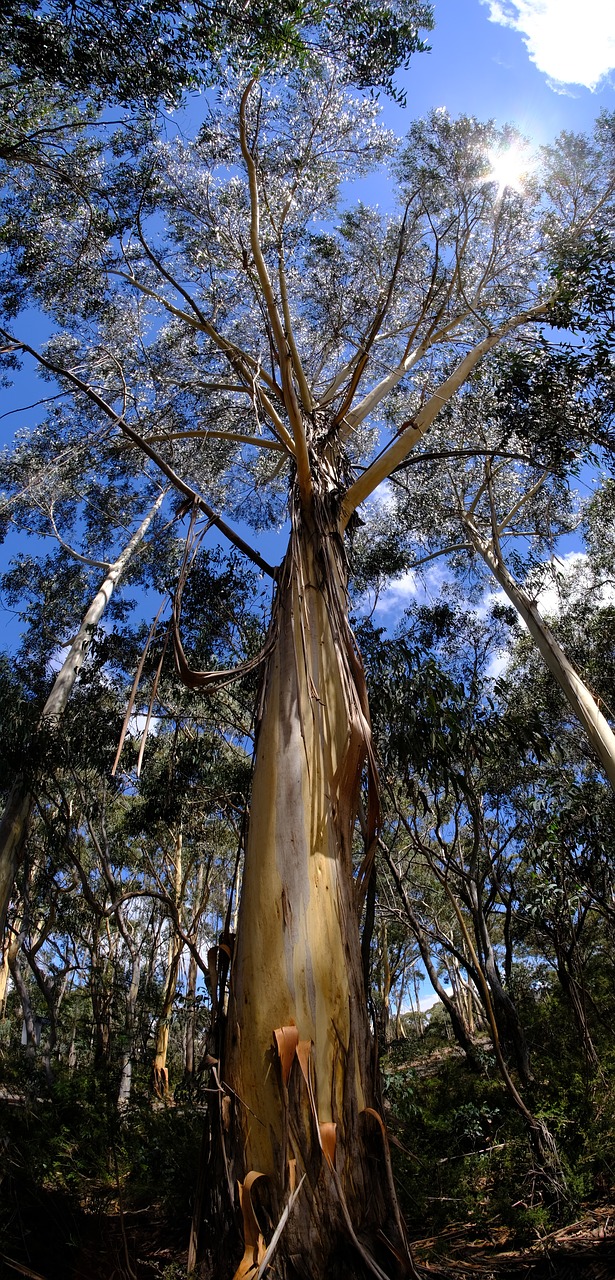 tree  eucalyptus tree  eucalyptuses free photo