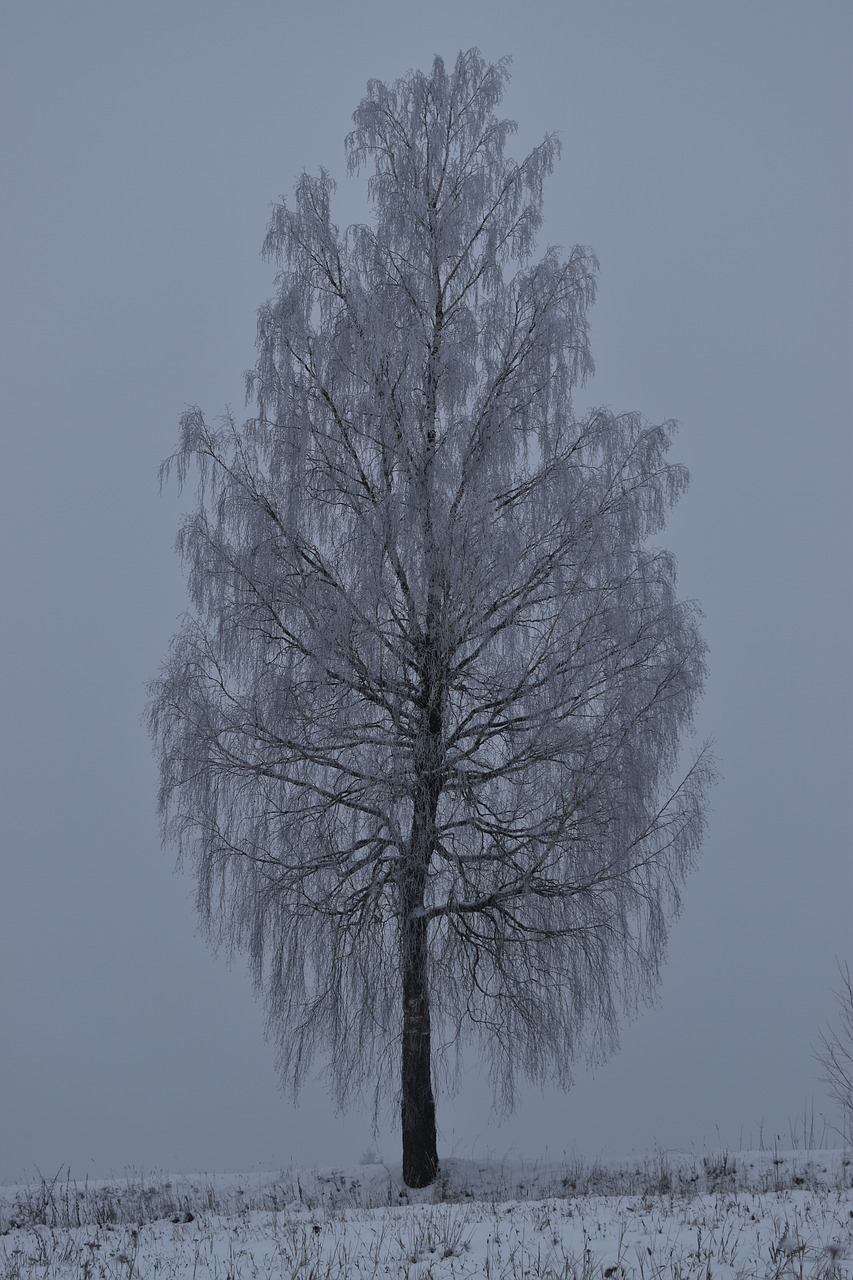 tree  winter  snow free photo