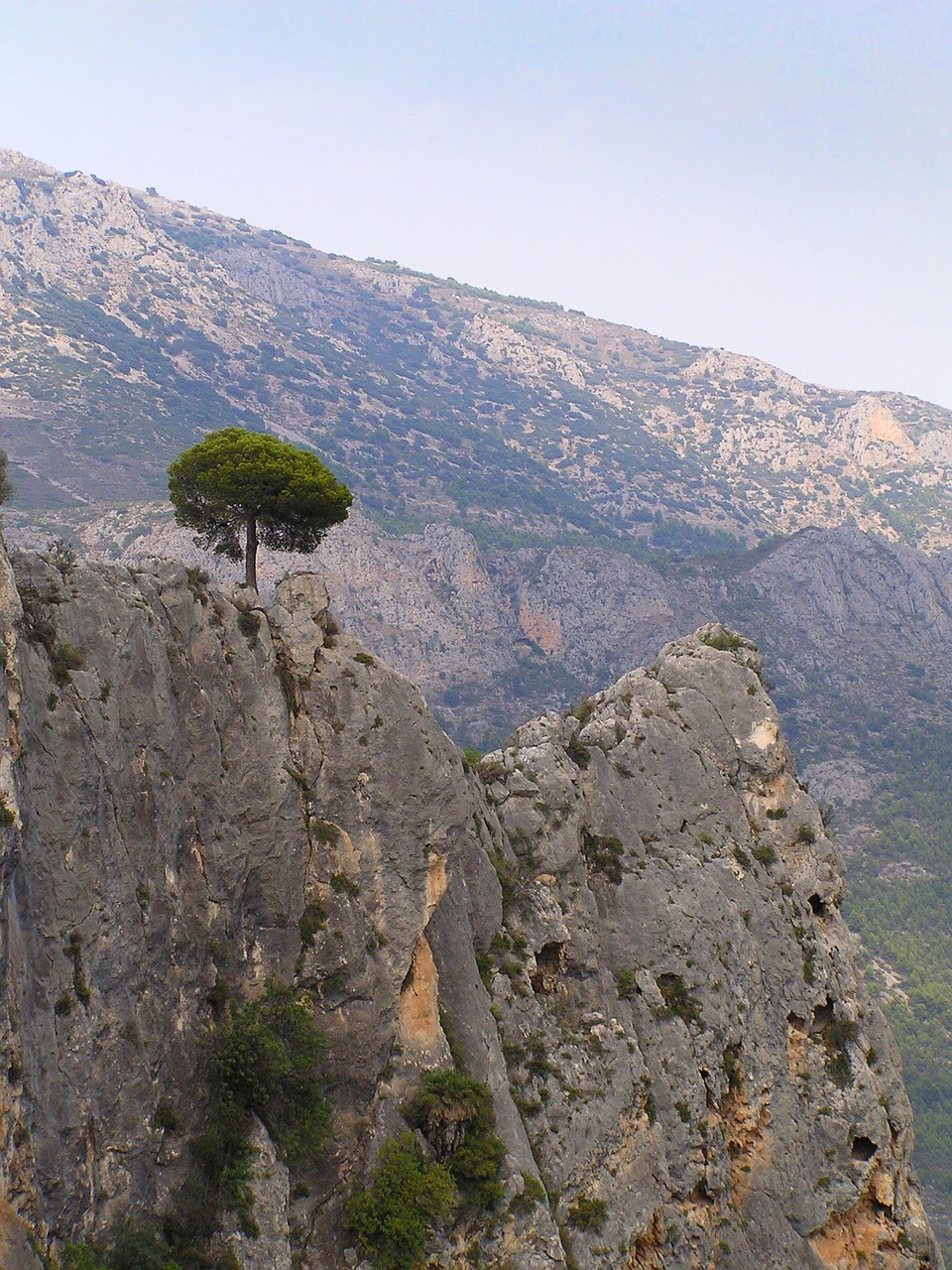 tree mountains landscape free photo