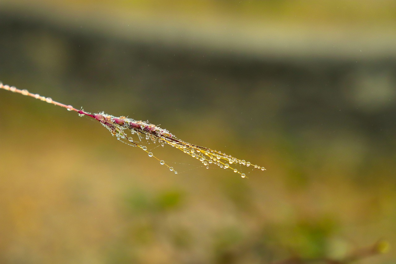 tree  drops  nature free photo