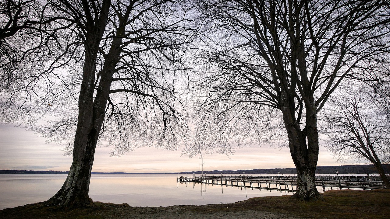 tree  branches  lake free photo