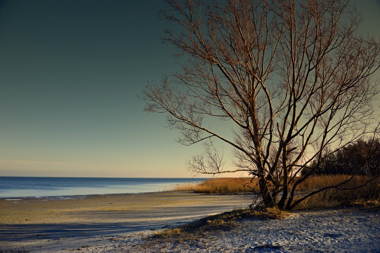 tree  landscape  sea free photo