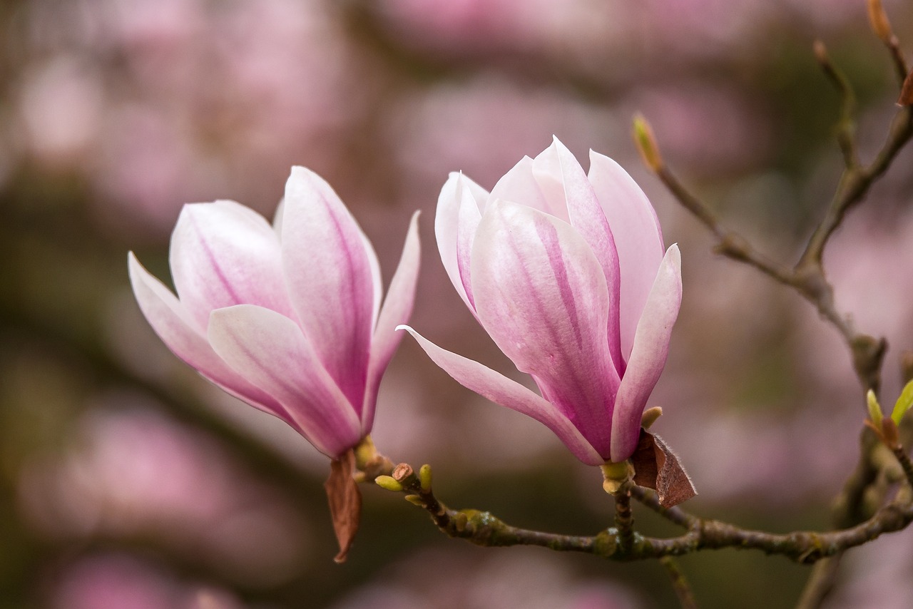 tree  spring  magnolia free photo