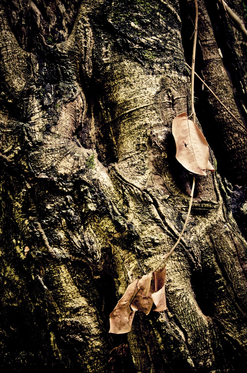 tree trunk leaf free photo