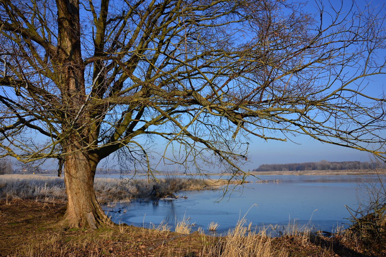 tree  river  river landscape free photo