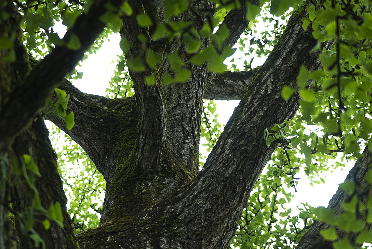 tree  branch  thicket free photo