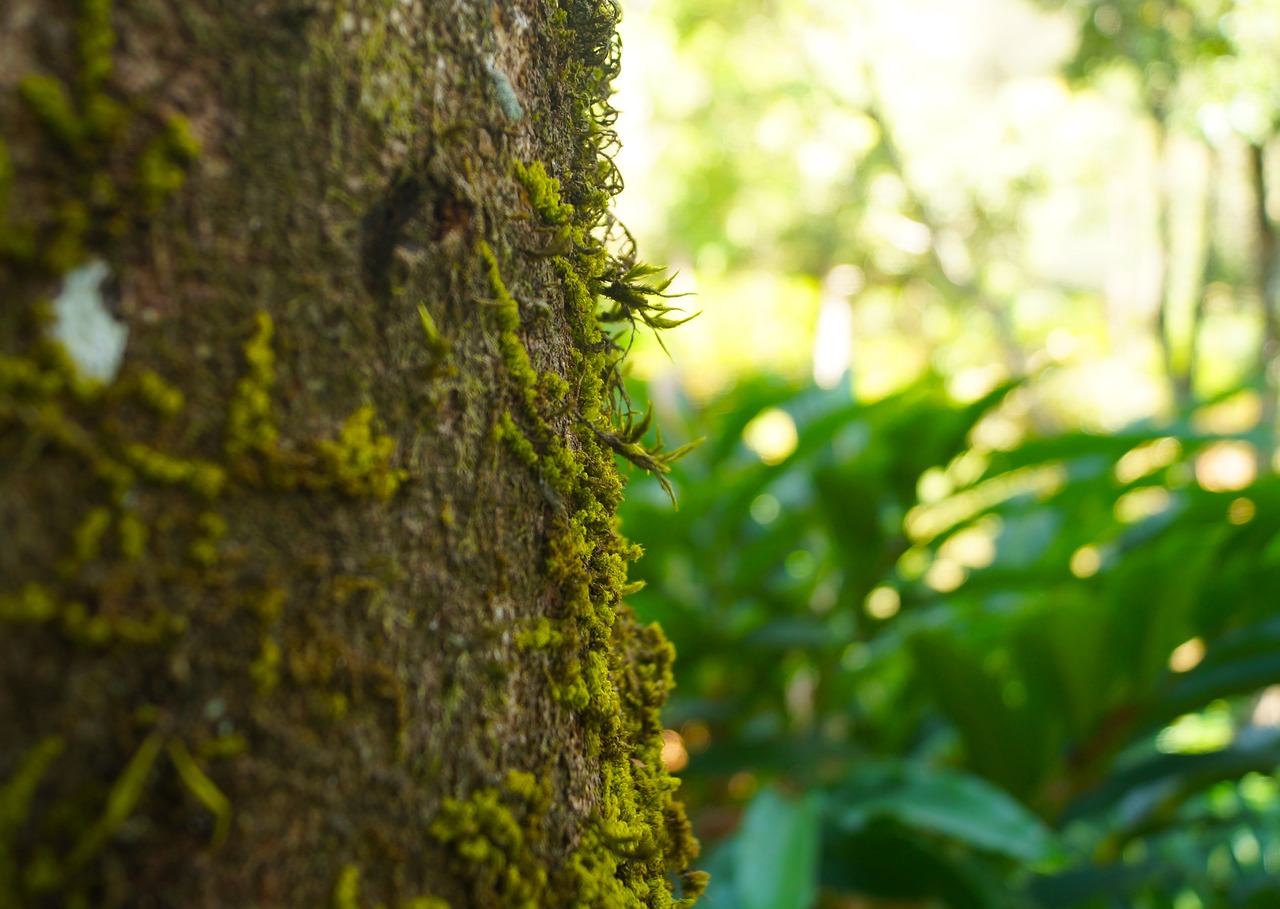 tree  stem  green free photo