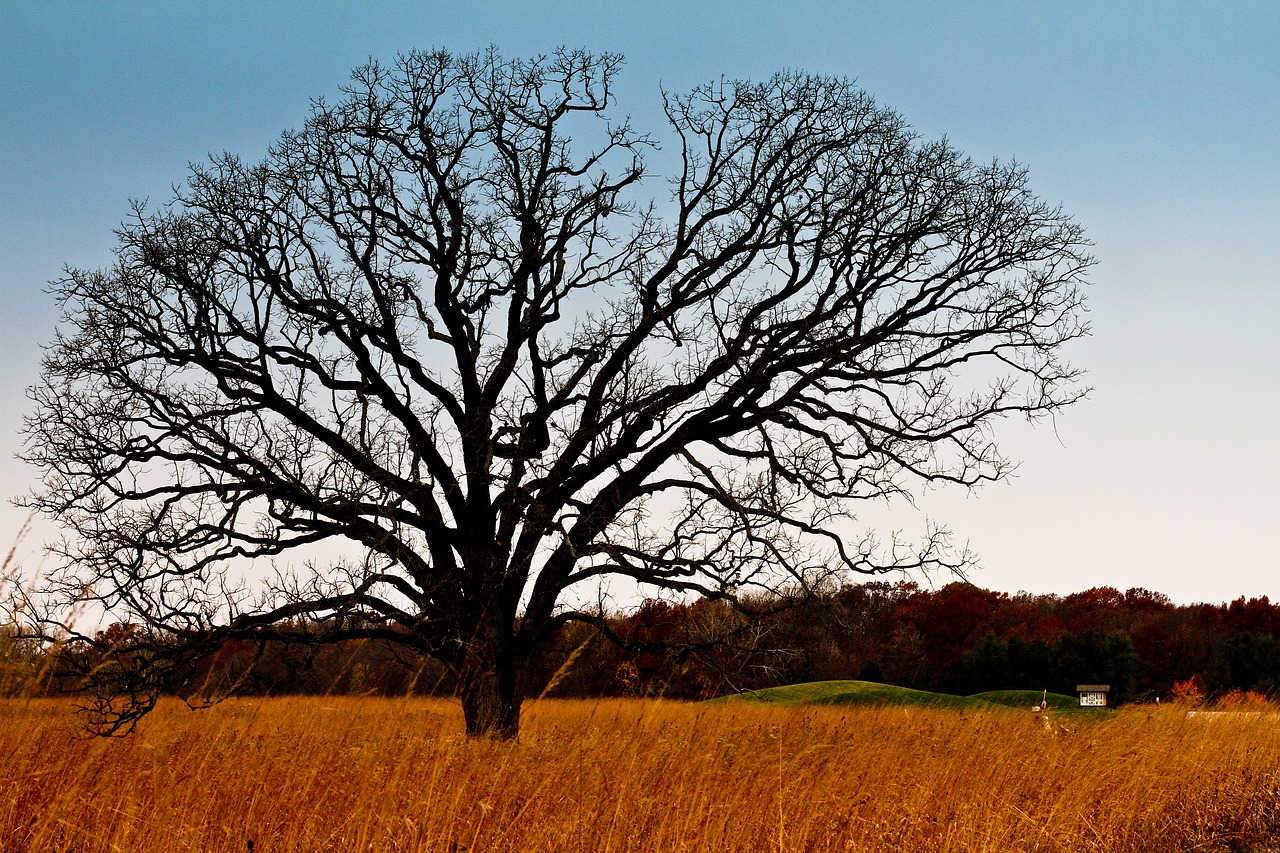 tree  meadow  landscape free photo