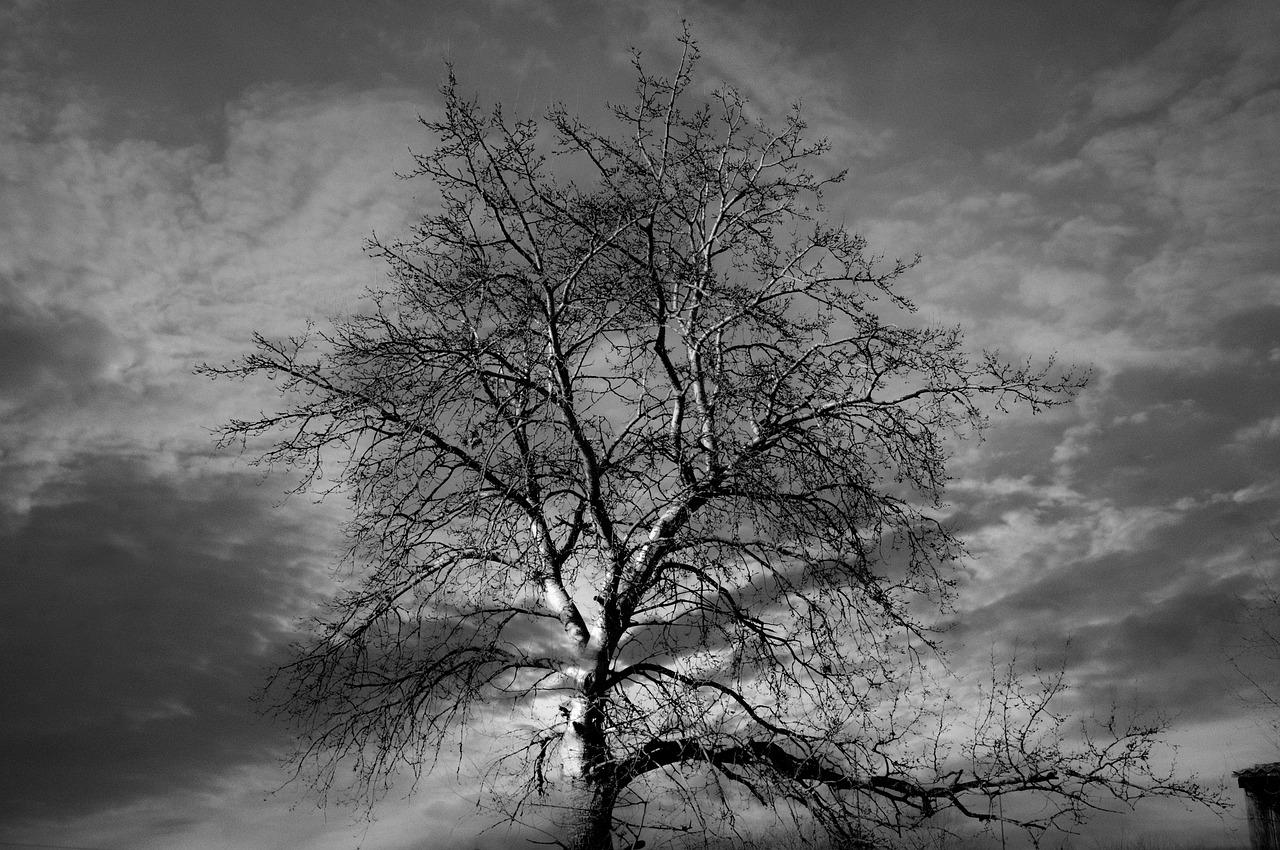 tree  black  nature free photo