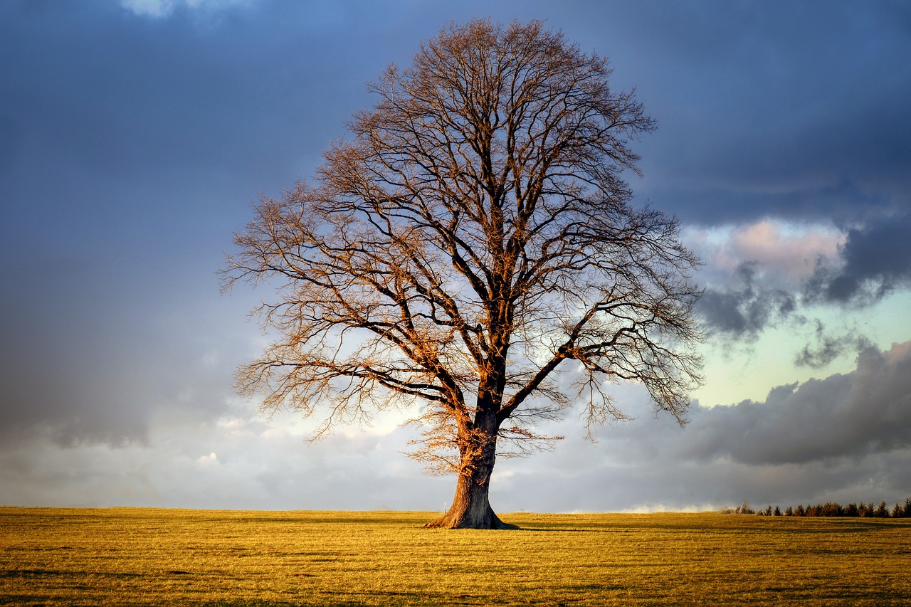 tree  winter  landscape free photo