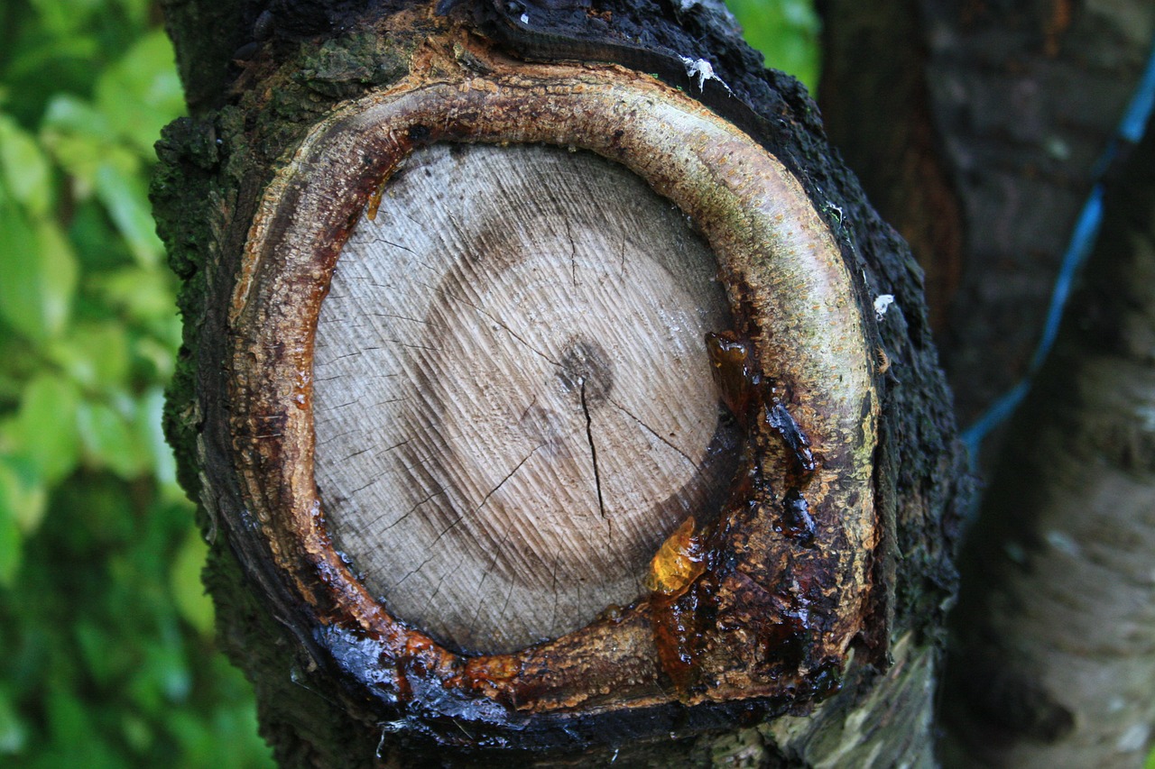 tree  tribe  knothole free photo