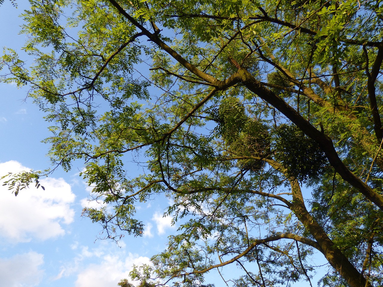 tree foliage branches free photo